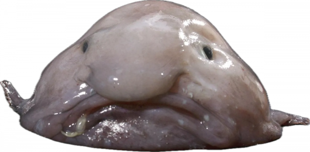 image.thumb.png.6d37da674d04070849e994944aedb964.png
